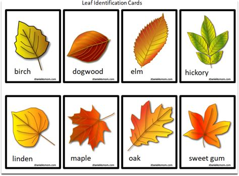 Printable Leaf Identification Chart And Cards Set Leaf Identification