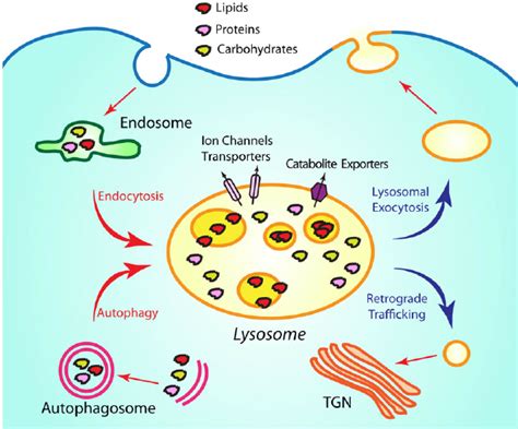Lysosomal Membrane Traffi Cking Pathways Lysosomes Receive Inputs From