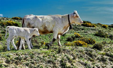 Spanish Cattle Farmers Are Worrying About Nearby Uranium
