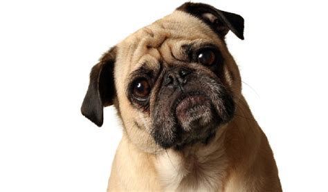 Why Dogs Tilt Their Head Archives Dailypedia