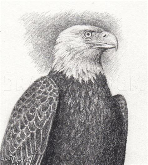 How To Draw Realistic Eagles