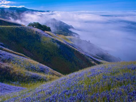 Desktop Wallpaper Blue Flowers Landscape Mountain Hd