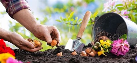Was pflanzt man im September Blumen Gemüse Sträucher Bäume und