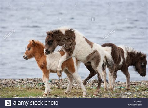 Milf Plays With Shetland Pony Milf Hot Photos
