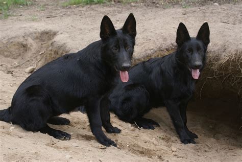 Solid Black German Shepherd Puppies For Sale