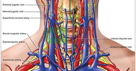 A tear in one of the arteries of the. Anatomy of the Arteries, Veins and Nerves of the Cervical (Neck) Spine Region. | a & p and ...