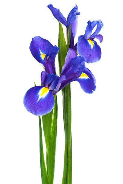 Iris Plant Pictures Images And Stock Photos Istock