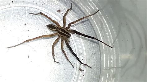 So you are watching tv one night and you notice a spider walking up your wall, then the next day you find another one in the bathroom. Rabid Wolf Spiders in the Basement (Rabidosa rabida) - YouTube