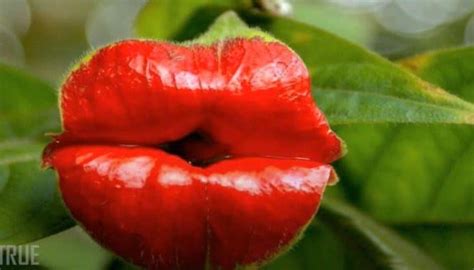 Hookers Lips Psychotria Elata A Tropical Plant Flowersvideo
