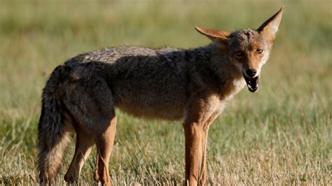 New Jersey Officials Warn Of Aggressive Coyote On The Prowl After
