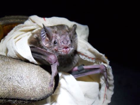 Pacific South America Fatal Vampire Bat Rabies Outbreak Predicted By 2020