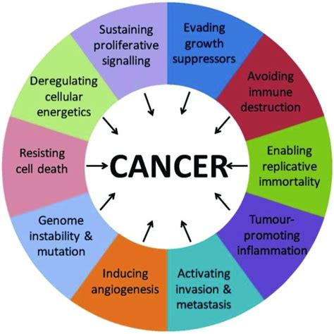 Pdf Mechanisms Of Nuclear Export In Cancer And Resistance To Chemotherapy