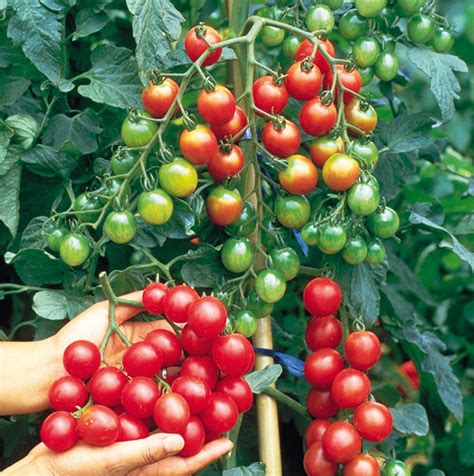 Our Guide To Growing Tomato Plants Carpenters Nursery