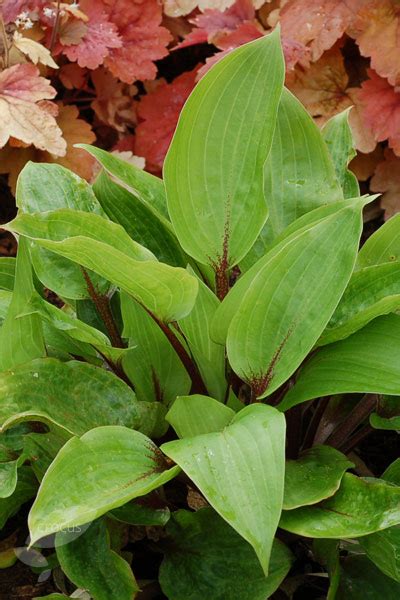 Buy Plantain Lily Hosta Purple Heart Delivery By Crocus