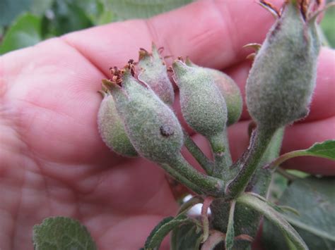 The plum curculio (conotrachelus nenuphar) is a true weevil native to the regions east of the rocky mountains in the united states and canada. Eaton Rapids Joe: Plum Curculio