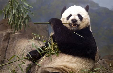 Wallpapers haustiere panda bär isst bambus bär für Desktop 49784