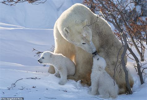 Polar Bear Cubs Cuddle Up To Their Doting Mom In Adorable Pictures