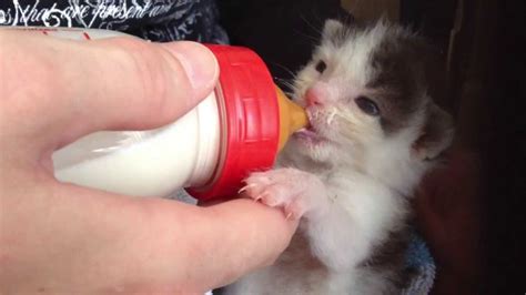 Very Very Cute Kitten Drinking Milk Youtube