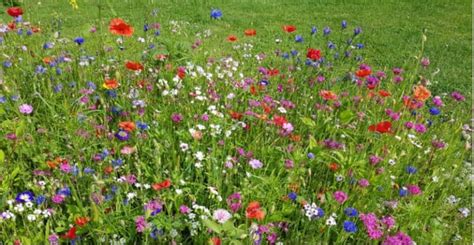 How To Create A Wildflower Meadow Step By Step Uk