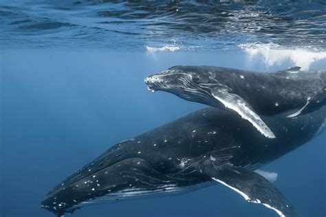 Humpback Whale Mother And Calf Photograph By Kerstin Meyer Fine Art