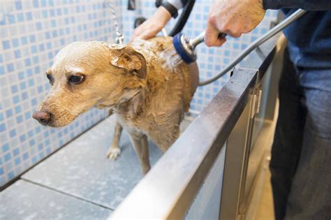 ¿qué Es La Sarna Y Cómo Podría Afectar A Tu Perro Basic Farm