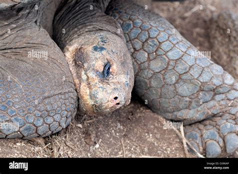 Dozing Giant Tortoise Charles Darwin Research Station Santa Cruz Galapagos Islands Stock