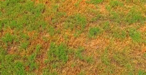 Why Is My Bermuda Grass Turning Yellow And How To Fix It Garden Sigma