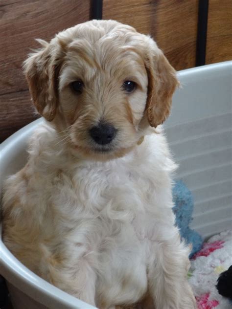 See full list on spendonpet.com F1b mini/ medium Labradoodle puppies | Bristol, Bristol ...