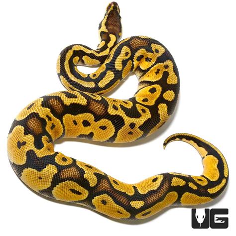 Male Pastel Ball Pythons Python Regius For Sale Underground Reptiles