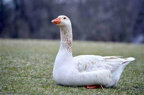 How To Conduct A Goose Health Examination The Open Sanctuary Project