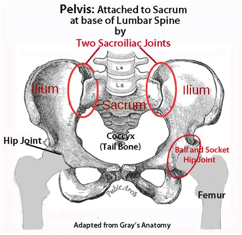 Lower Right Back Skeletal Anatomy