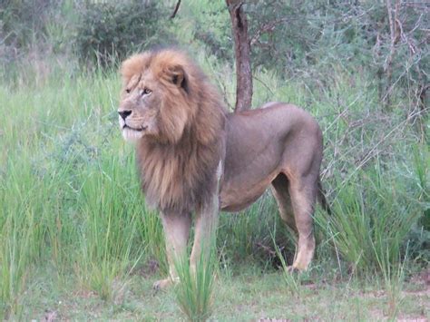 Panthera Leo Azandica Lion Panthera Panthera Leo