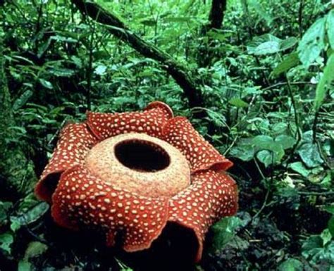 Ciri khusus bunga melati bisa dilihat dari jenis tumbuhan, daun, bunga, dan habitat hidupnya. Blogger Rio: Ciri Khusus Bunga Raflesia