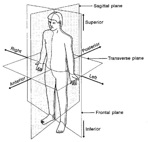 Human Anatomy Positions