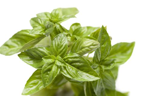 We did not find results for: Fresh basil plant - Free Stock Image
