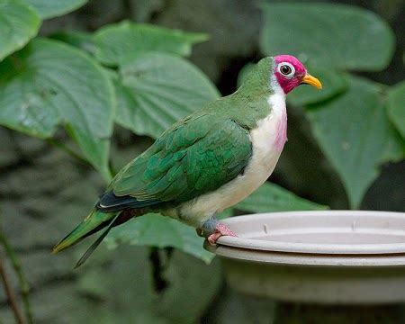 Macam dan Jenis Burung Pemakan Buah-buahan dan Penghisap Nektar Bunga | Hikmah Di Balik Kisah