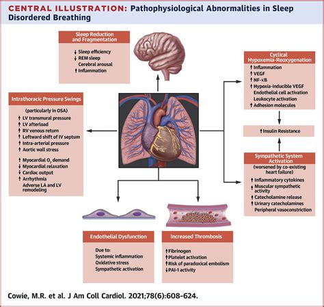 Sleep Disordered Breathing And Cardiovascular Disease Jacc State Of