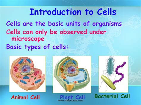 Basic Structure Of A Cell Presentation Biology