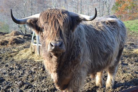 Orland Man Extols Virtues Of Scottish Highland Cattle The Ellsworth
