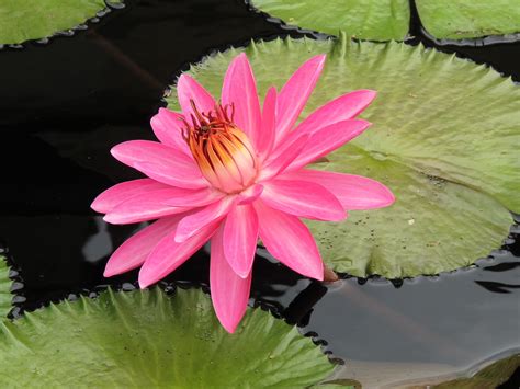 Tropical Night Flowering Water Lily Nymphaea Rose De