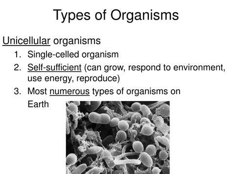 Ppt Chapter 74 The Diversity Of Cellular Life Powerpoint