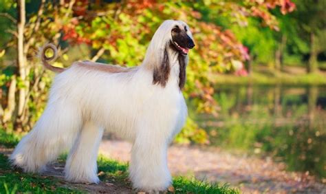 Most Expensive Dog Breeds In The World Prudent Pet Insurance