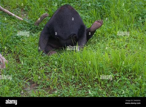 Tibetan Black Bear High Resolution Stock Photography And Images Alamy