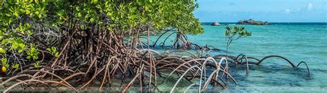 Mangroves Forests Of The Intertidal Zone Coral Expeditions