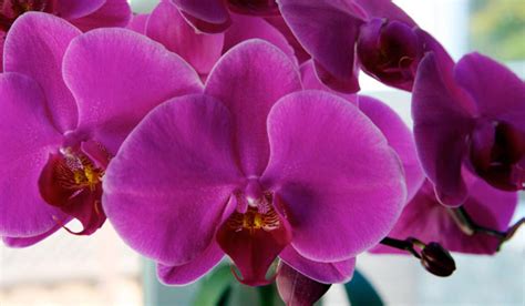 Purple Phalaenopsis Orchid Short Stem