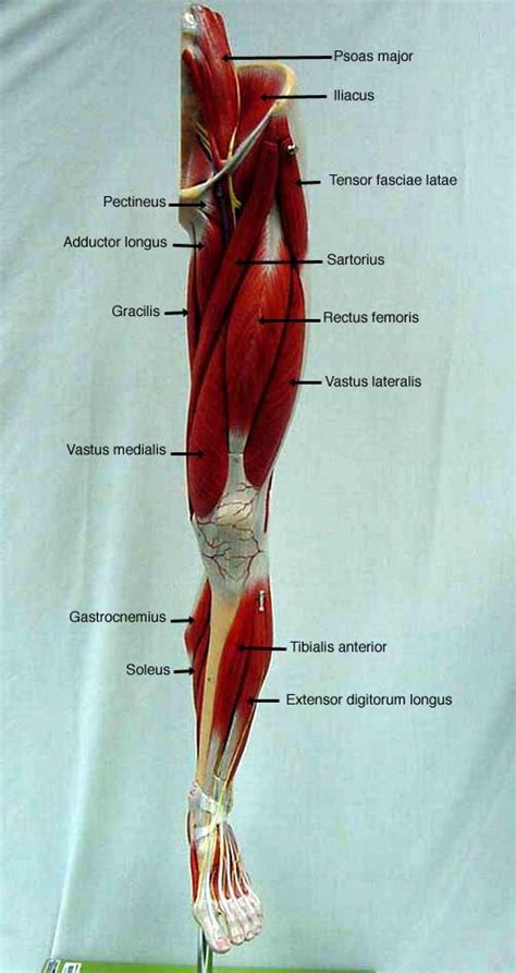 Superficial muscles of the torso. leg model - labeled muscles | Anatomy lab 2 | Pinterest ...