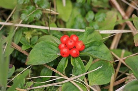 Bunchberry Cornus canadensis berries have mild taste. berries have hard ...