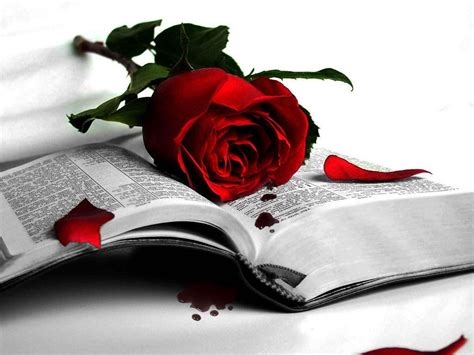 Rose Cute Wallpapers - Wallpaper Cave
