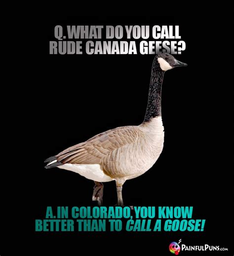 Falcon Goose Goose Duck Molismartphone