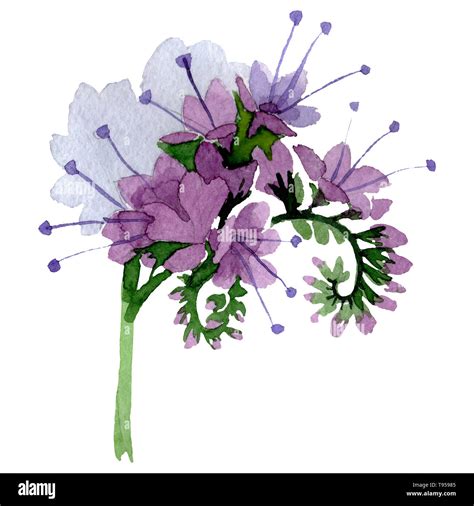 Purple Phacelia Floral Botanical Flower Watercolor Background